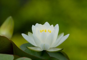 연꽃오일(lotus flower)